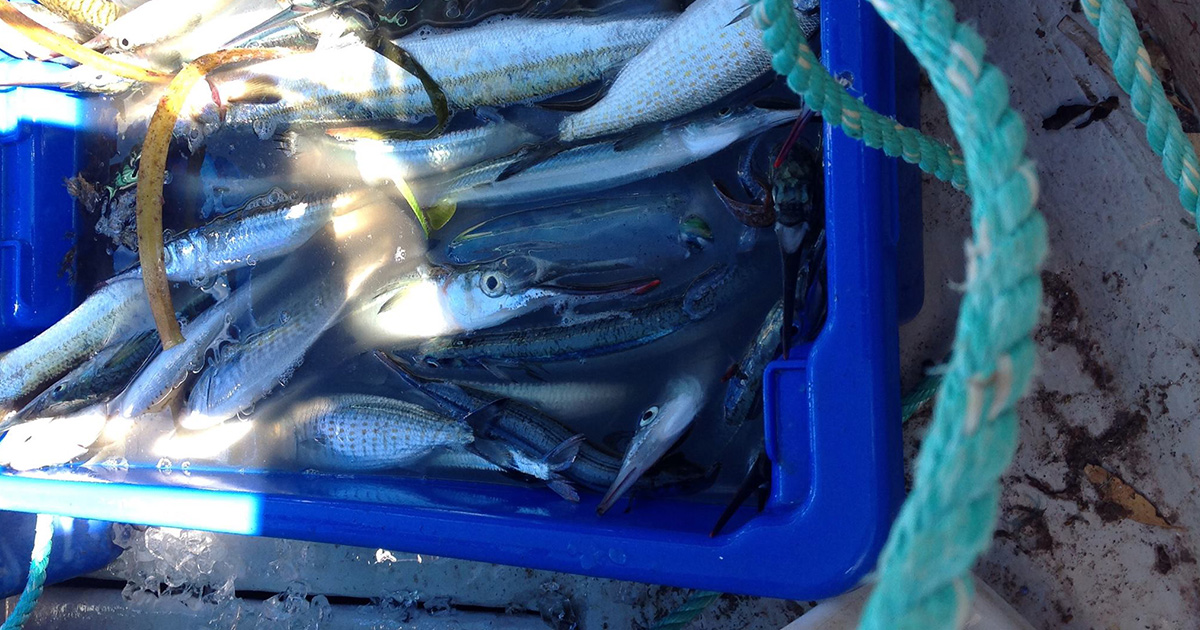 Streaky Bay Fisheries